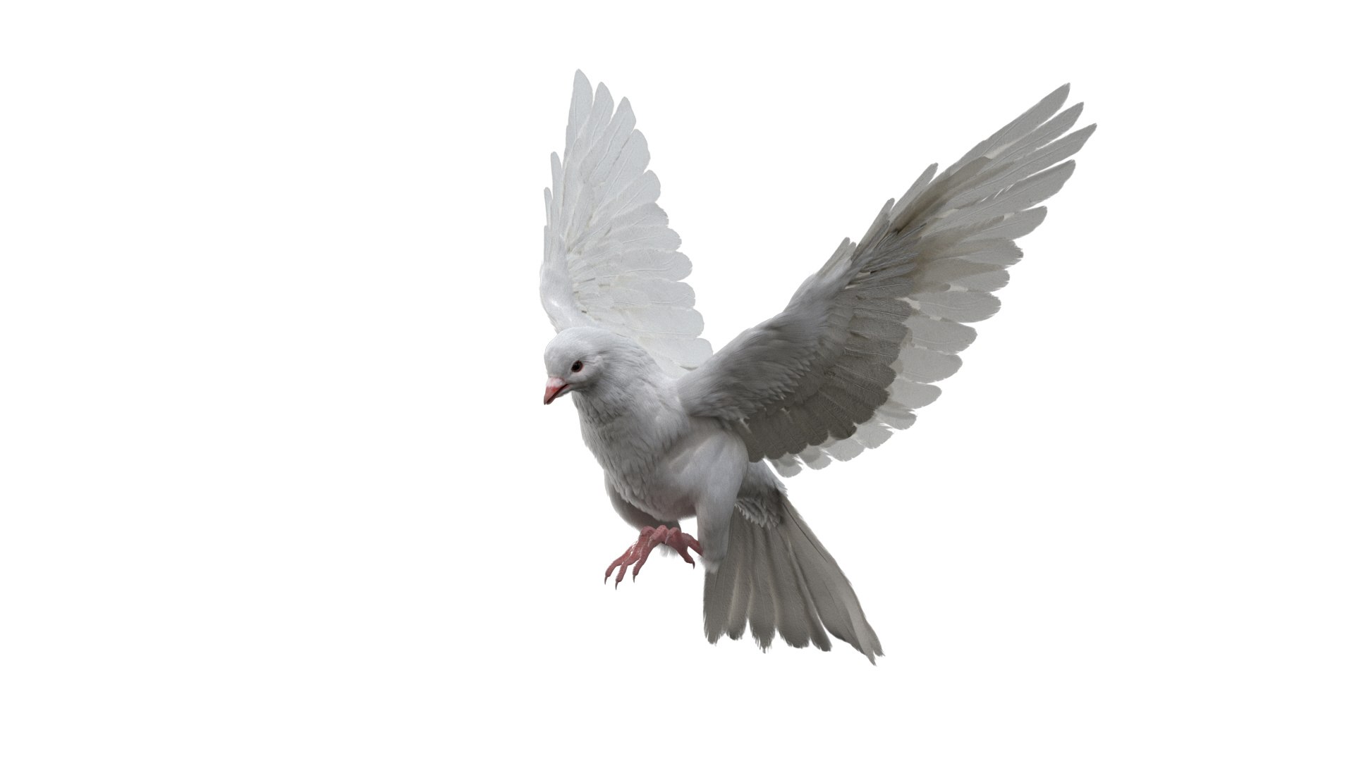 Bird Fur Collection 3D 3D https://p.turbosquid.com/ts-thumb/ZJ/sm6MwV/Xk/whitedove_05/jpg/1760612887/1920x1080/fit_q87/9a118f3c8a244d1f15659626ae62d8b65cd8c746/whitedove_05.jpg