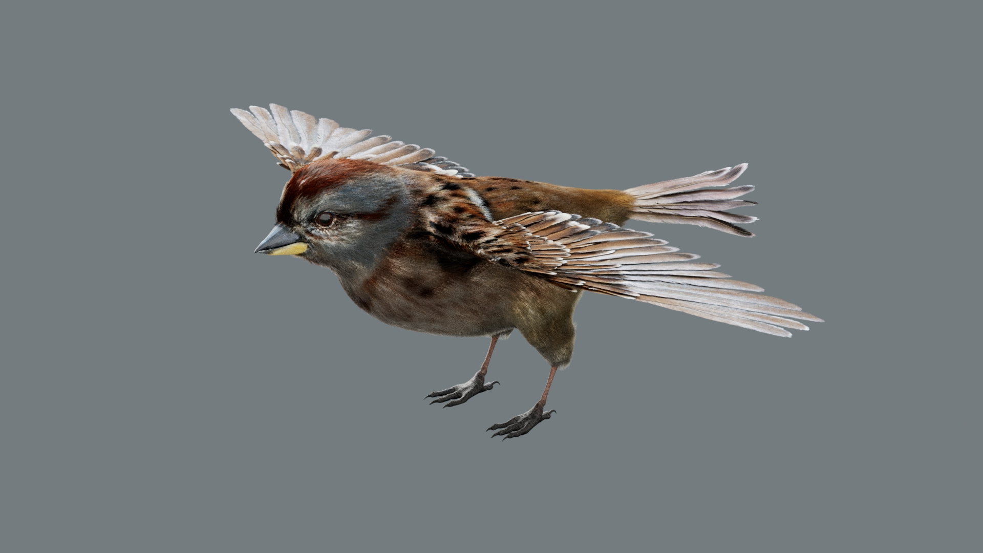 Bird Fur Collection 3D 3D https://p.turbosquid.com/ts-thumb/ZJ/sm6MwV/ZM/americansparrow/jpg/1760611784/1920x1080/turn_fit_q99/8671eaa26dc11dab9aafd6d40af2f6003e8117ff/americansparrow-1.jpg