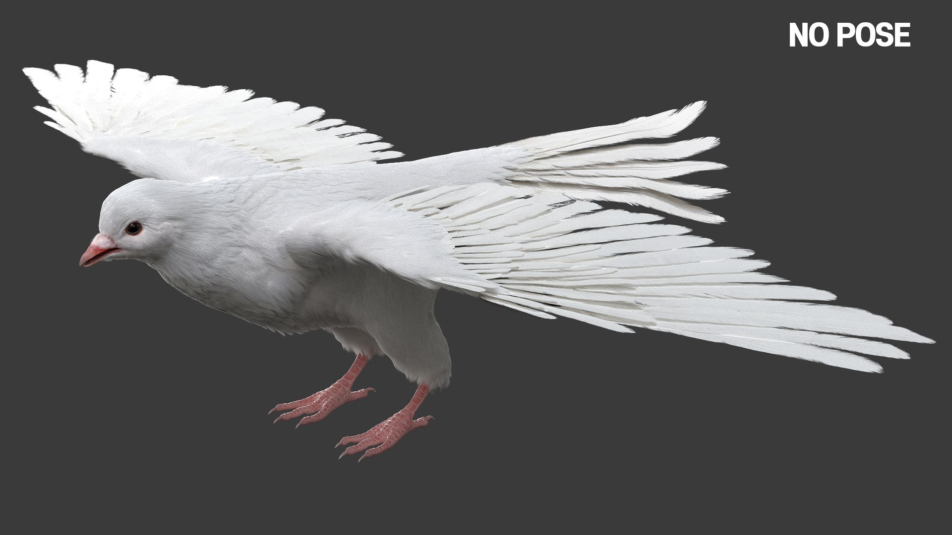 Bird Fur Collection 3D 3D https://p.turbosquid.com/ts-thumb/ZJ/sm6MwV/cB/whitedove_03/jpg/1760612887/1920x1080/fit_q87/92b706ddcc2932d909cb9ce5cf119f4da944fd27/whitedove_03.jpg