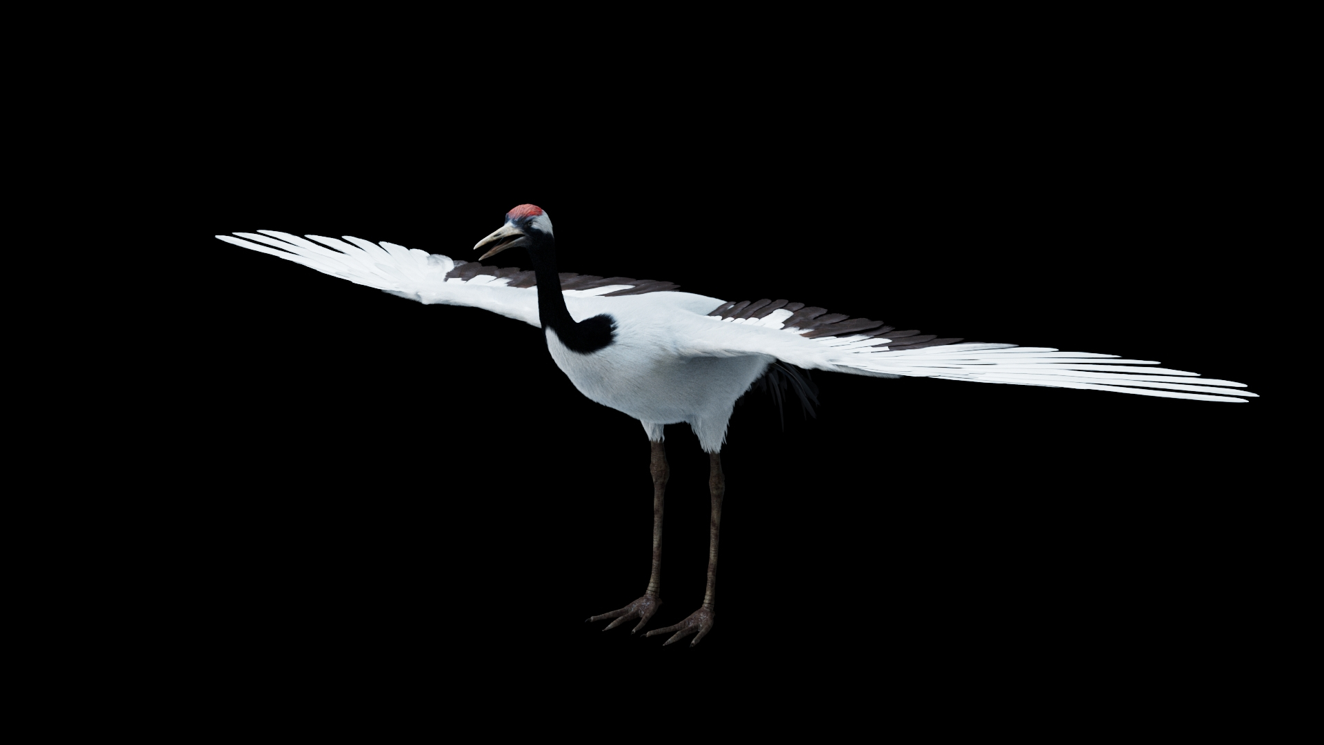 Bird Fur Collection 3D 3D https://p.turbosquid.com/ts-thumb/ZJ/sm6MwV/cO/redcrownedcran/jpg/1760612585/1920x1080/turn_fit_q99/a7f9de4d605c3368c28c6170f63d02fe07a16b5e/redcrownedcran-1.jpg