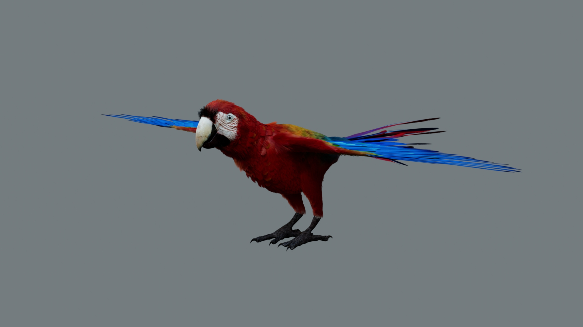 Bird Fur Collection 3D 3D https://p.turbosquid.com/ts-thumb/ZJ/sm6MwV/em/scarletmacawparrot/jpg/1760612702/1920x1080/turn_fit_q99/37a13cfd99f002cc4c946ef01a4e1e3ecf6a3642/scarletmacawparrot-1.jpg