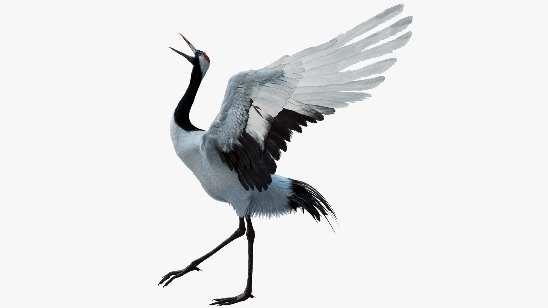 Bird Fur Collection 3D 3D https://p.turbosquid.com/ts-thumb/ZJ/sm6MwV/g7/redcrownedcrane_01/jpg/1760612565/1920x1080/fit_q87/e11d26f295c0f2d14c488998bf792758ee2ed408/redcrownedcrane_01.jpg