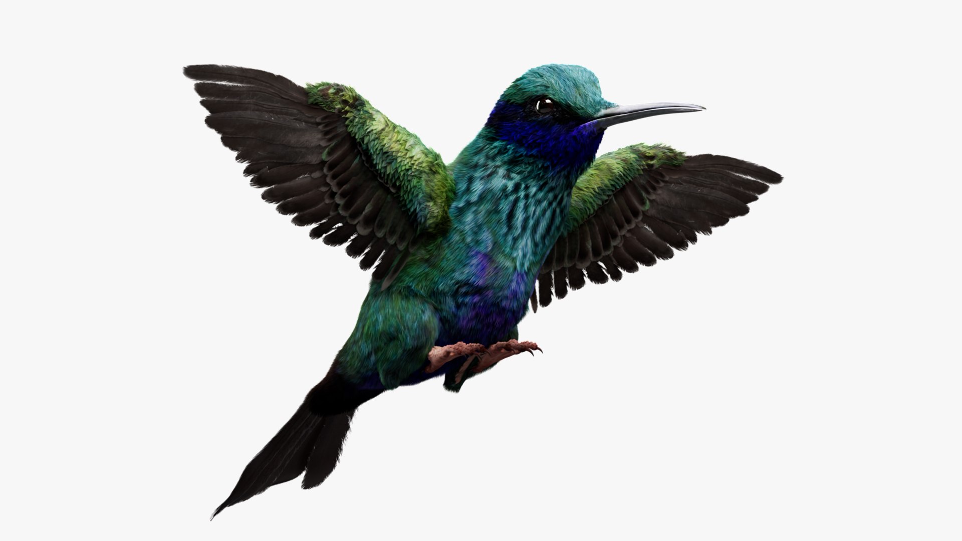 Bird Fur Collection 3D 3D https://p.turbosquid.com/ts-thumb/ZJ/sm6MwV/iF/hummingbird_01/jpg/1760612517/1920x1080/fit_q87/cba81d9b3d1da83d2fb902fcf5e34928faa090eb/hummingbird_01.jpg