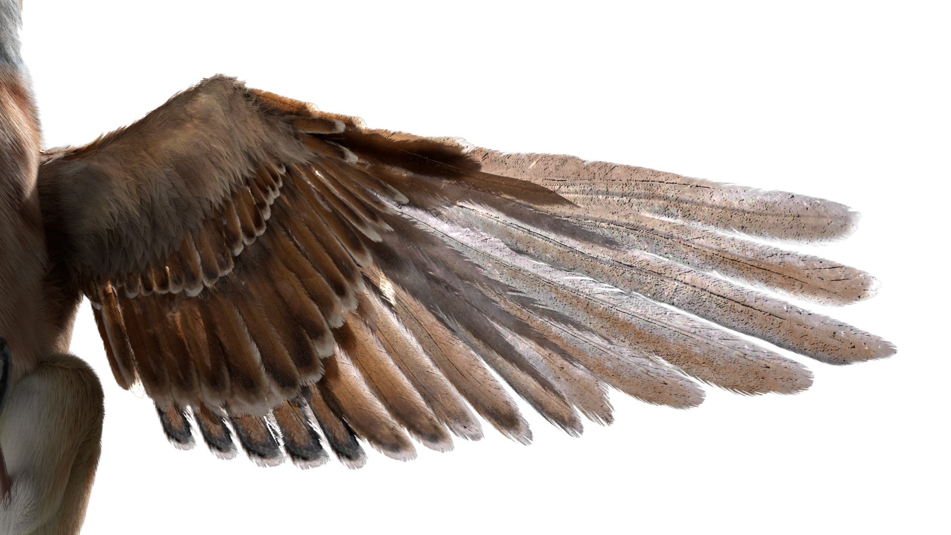 Bird Fur Collection 3D 3D https://p.turbosquid.com/ts-thumb/ZJ/sm6MwV/iR/americansparrow_07/jpg/1760611844/1920x1080/fit_q87/2de7dd6d4e9b50c0f89d58248ab51813914f4827/americansparrow_07.jpg