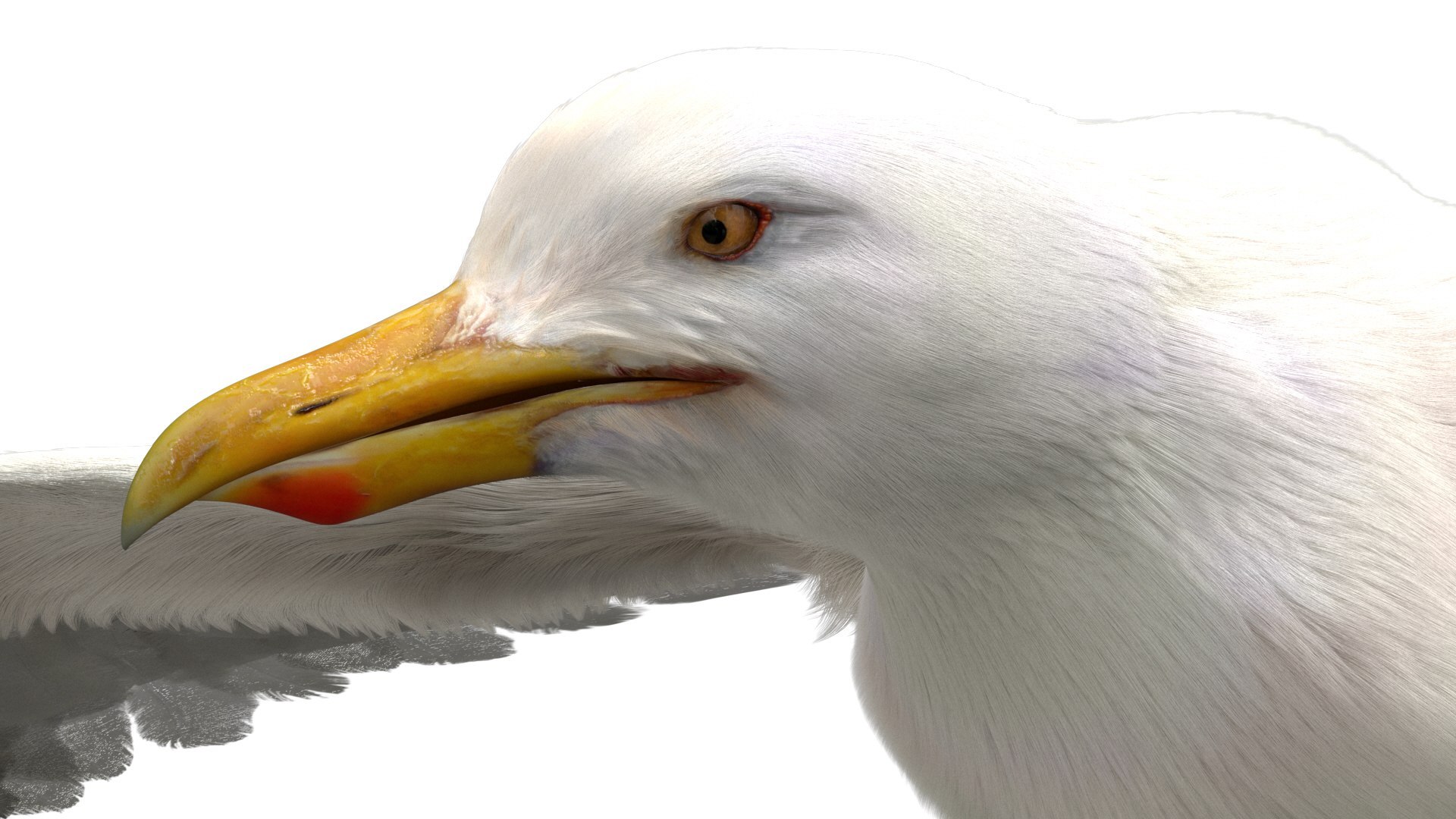 Bird Fur Collection 3D 3D https://p.turbosquid.com/ts-thumb/ZJ/sm6MwV/jT/seagull_07/jpg/1760612774/1920x1080/fit_q87/37a3e7923999a5542c07b16df7289eda140763d2/seagull_07.jpg