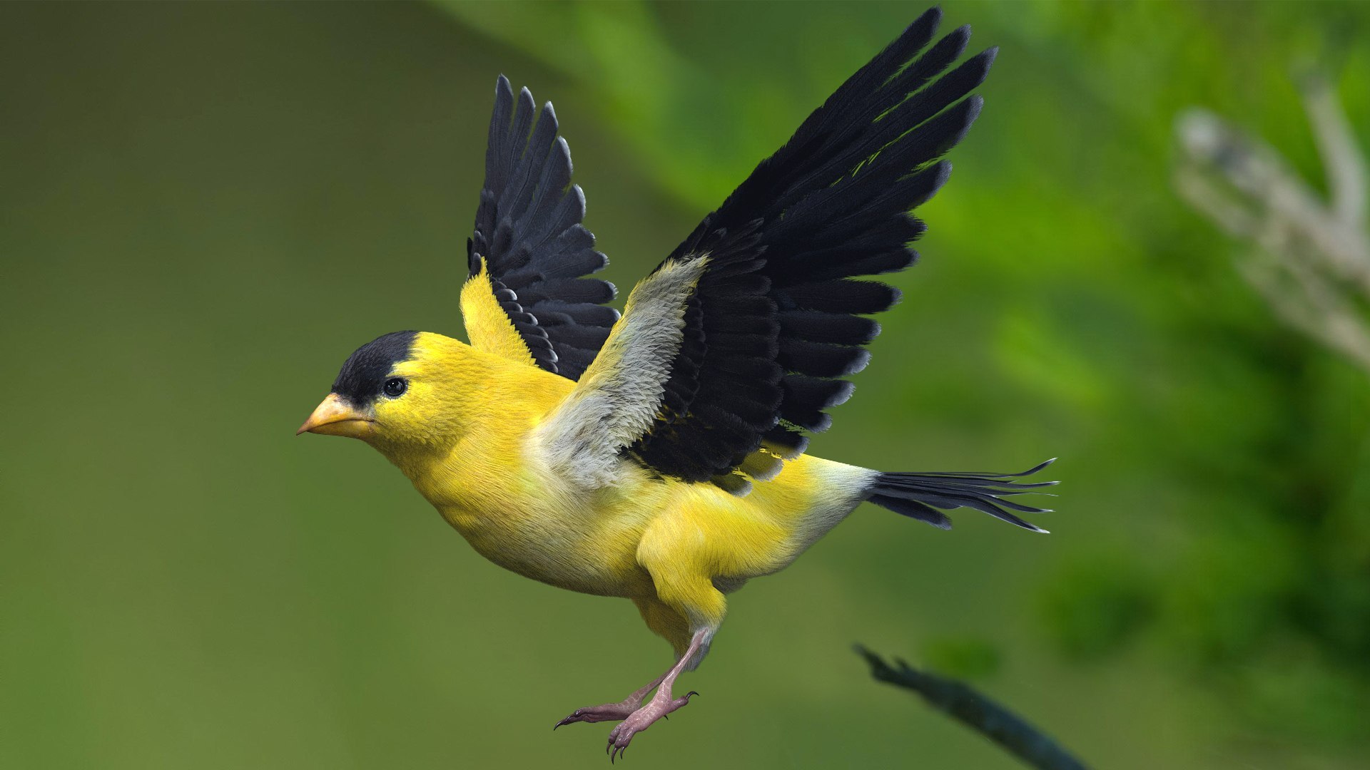 Bird Fur Collection 3D 3D https://p.turbosquid.com/ts-thumb/ZJ/sm6MwV/oF/goldfinch_02/jpg/1760612100/1920x1080/fit_q87/abf960001ce97f66e704ba7555e0b259afb9f759/goldfinch_02.jpg
