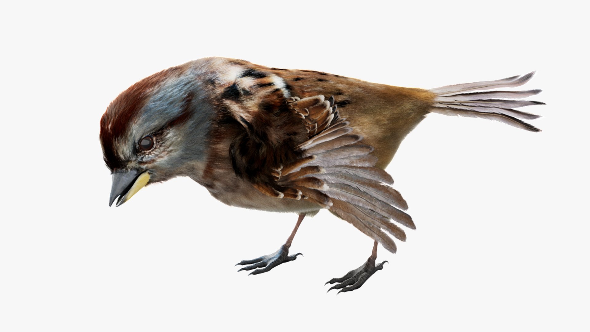 Bird Fur Collection 3D 3D https://p.turbosquid.com/ts-thumb/ZJ/sm6MwV/rl/americansparrow_01/jpg/1760611760/1920x1080/fit_q87/f38c3ffb5c6821909293e19cfc696903b9d64c4b/americansparrow_01.jpg