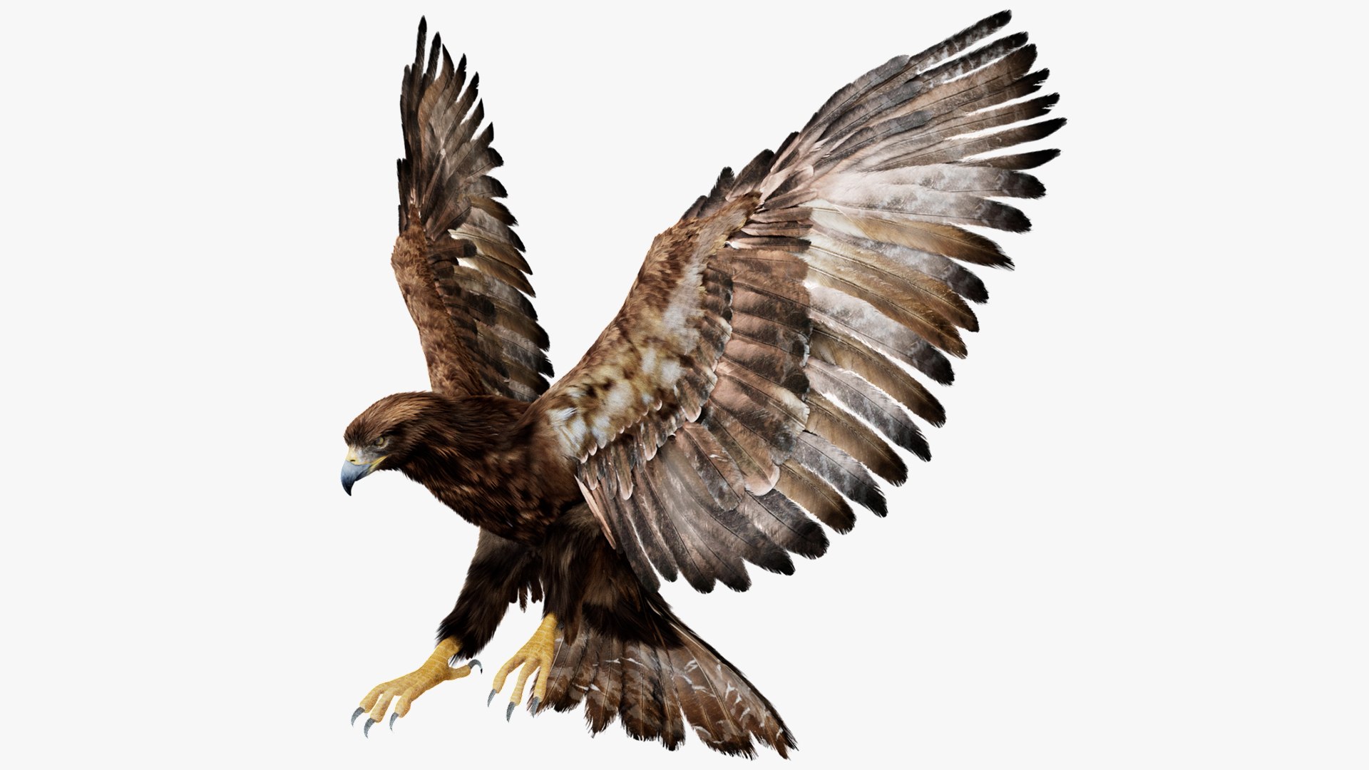 Bird Fur Collection 3D 3D https://p.turbosquid.com/ts-thumb/ZJ/sm6MwV/u6/goldeneagle_01/jpg/1760611994/1920x1080/fit_q87/e32c1743b770b266d75e747ba0f503c0153429b1/goldeneagle_01.jpg