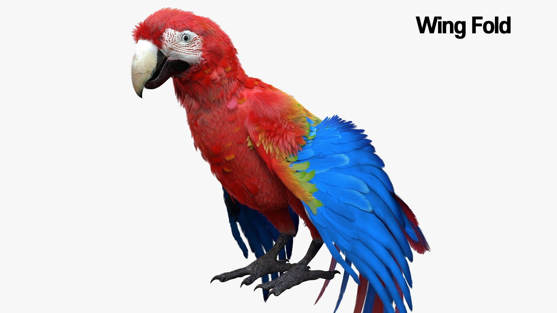 Bird Fur Collection 3D 3D https://p.turbosquid.com/ts-thumb/ZJ/sm6MwV/u9/scarletmacawparrot_05/jpg/1760612684/1920x1080/fit_q87/ea2ad24b99171aa4c6ee718600124a2e56eb039c/scarletmacawparrot_05.jpg