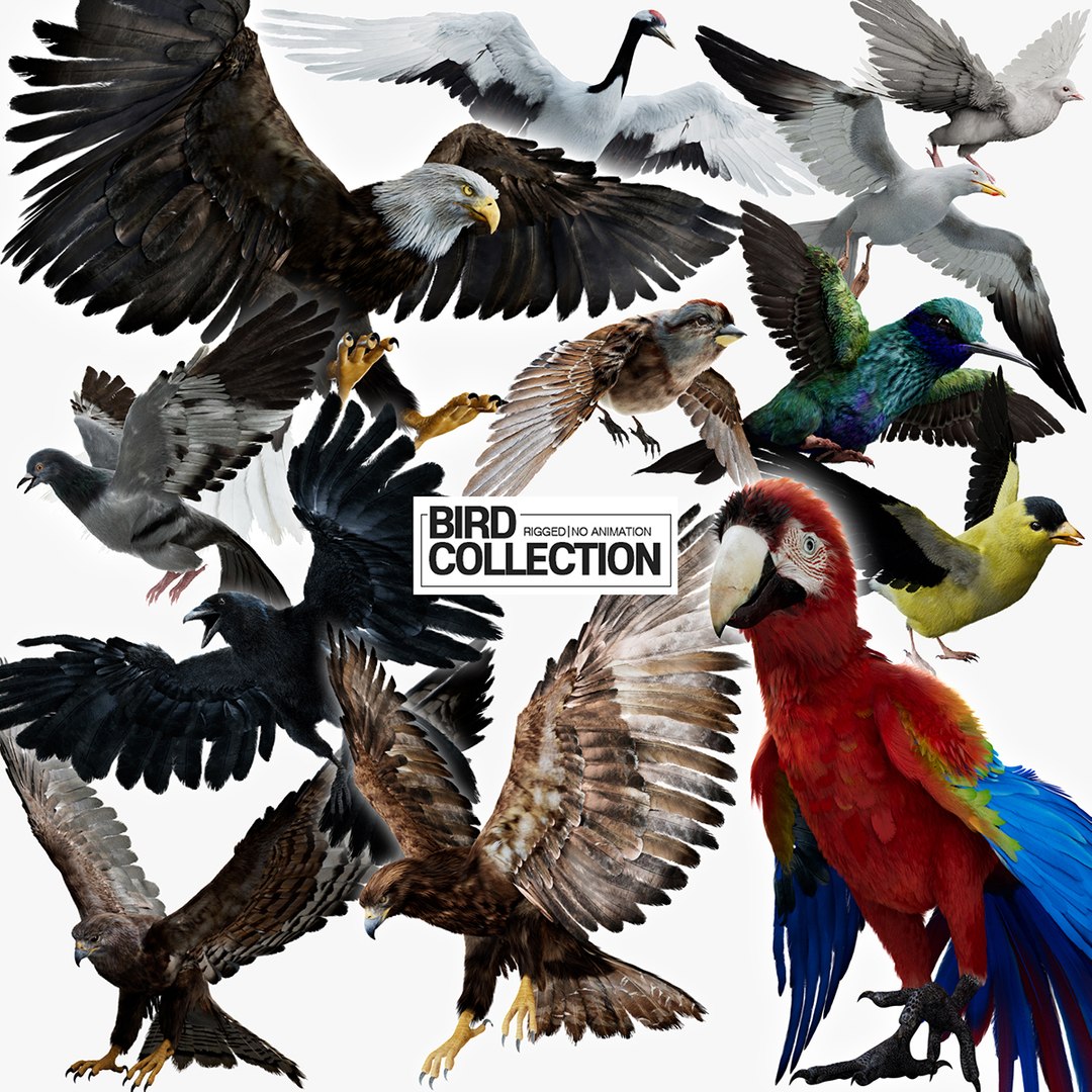 Bird Fur Collection 3D 3D https://p.turbosquid.com/ts-thumb/ZJ/sm6MwV/xI/main/jpg/1760611382/1920x1080/fit_q87/54ee076e641ada312c94687ac521a8ea750eb9fb/main.jpg