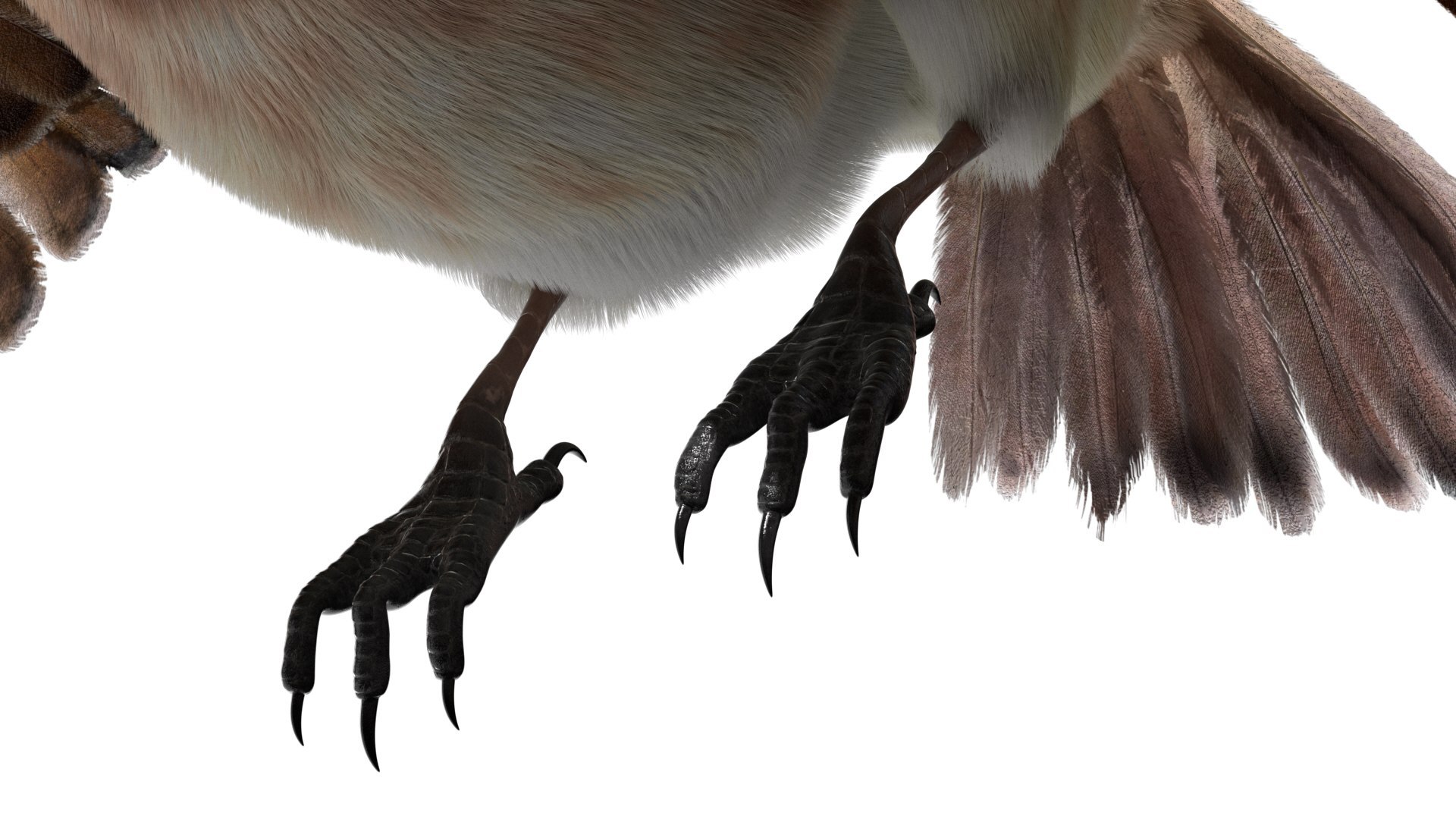Bird Fur Collection 3D 3D https://p.turbosquid.com/ts-thumb/ZJ/sm6MwV/xO/americansparrow_08/jpg/1760611844/1920x1080/fit_q87/23e394d355406baa781d782692eee937e1d0c46a/americansparrow_08.jpg