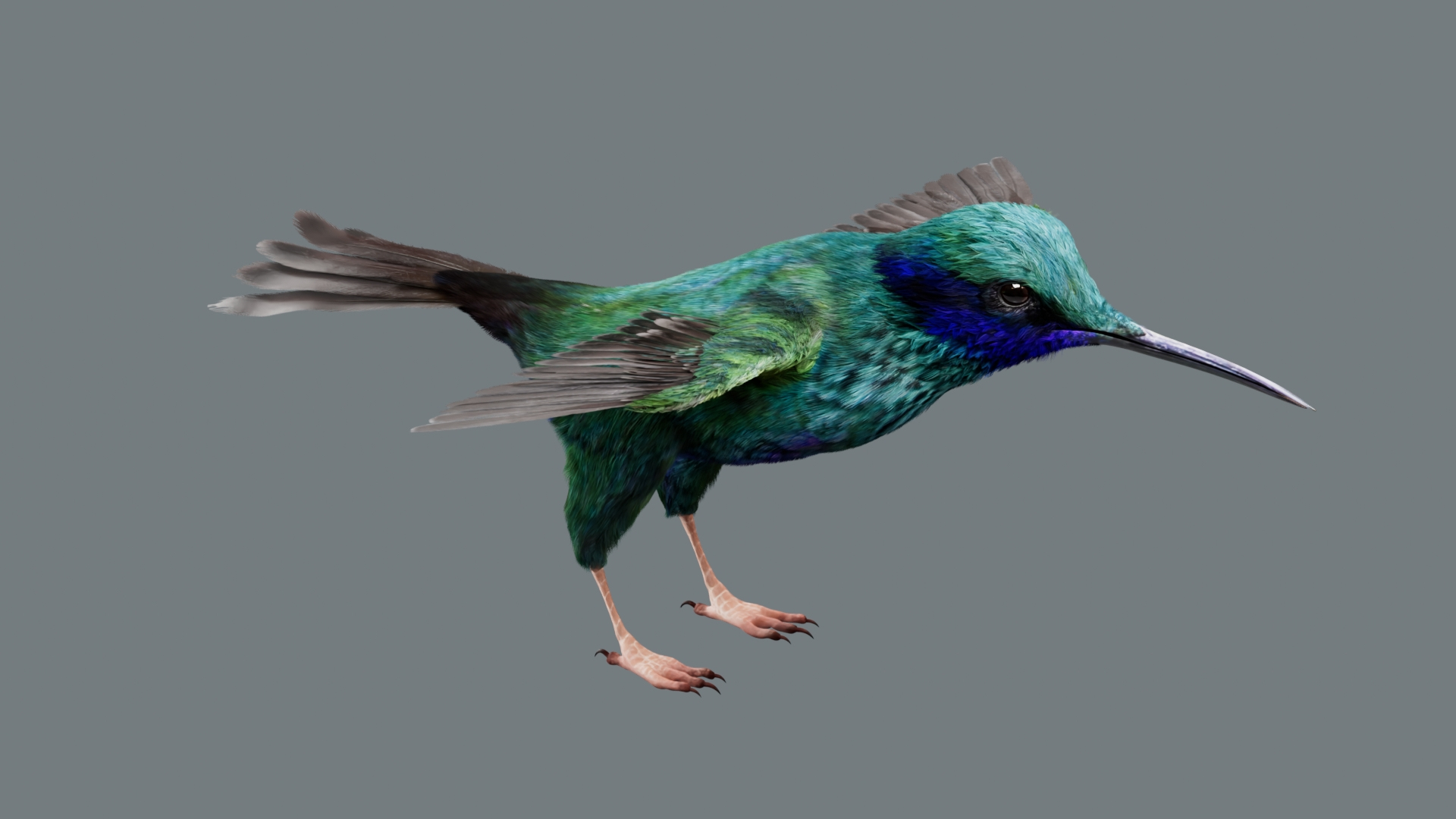 Bird Fur Collection 3D 3D https://p.turbosquid.com/ts-thumb/ZJ/sm6MwV/zo/hummingbird/jpg/1760612521/1920x1080/turn_fit_q99/b6d78c2731910ae40fa8ce1922136d0f58c307a3/hummingbird-1.jpg