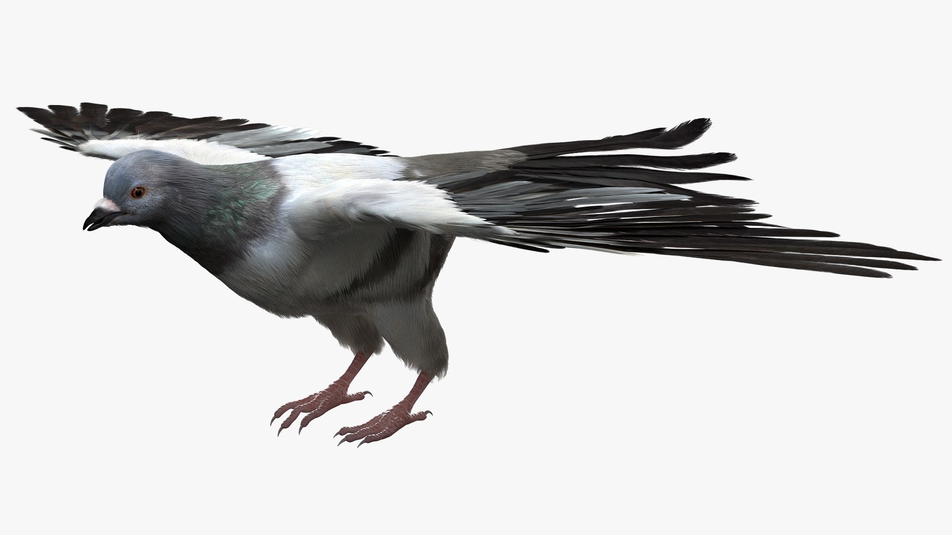 Bird Fur Collection 3D 3D https://p.turbosquid.com/ts-thumb/ZJ/sm6MwV/zp/graydovefur_03/jpg/1760612191/1920x1080/fit_q87/f685002227f9d4bf0f0257ec59a1043655e8691c/graydovefur_03.jpg