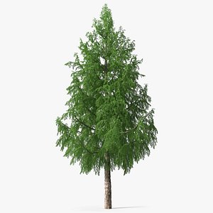 Tall Larch Tree Green 3D model