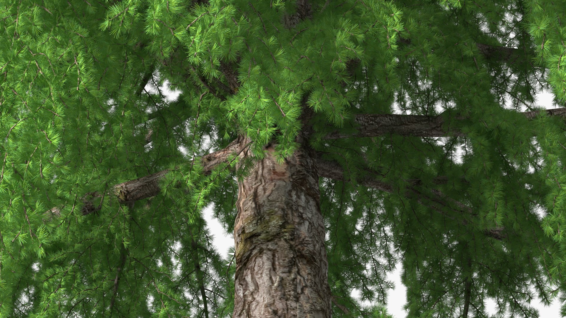 Tall Larch Tree Green 3D model p.turbosquid.comts-thumbZJyDCgv6...