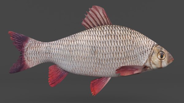 modelo 3d Freshwater Fish - TurboSquid 2008212