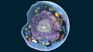 3D Animal cell