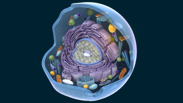 animal cell 3d