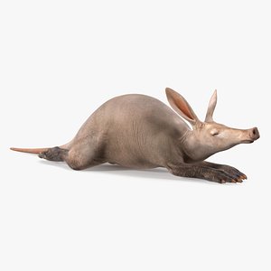 African Animal Aardvark Lying Pose