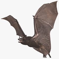 Flying Black Bat