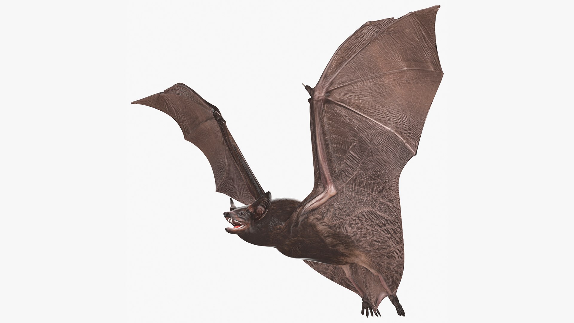 Flying Black Bat 3D model preview