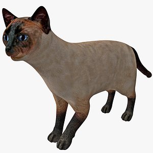 max siamese cat pose 2