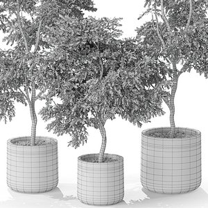 Plants collection 576 3D model