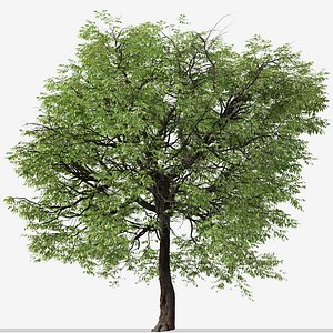 3D model Set of Juglans nigra or Eastern black walnut Tree - 2 Trees