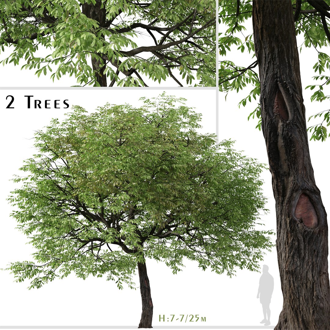 3D Model Set Of Juglans Nigra Or Eastern Black Walnut Tree - 2 Trees ...