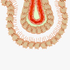 3D Ependymal cells in human brain model
