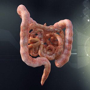 human intestines anatomy 3d model