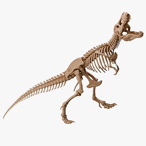 Tyrannosaurus Rex Skeleton 03