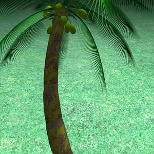coconut_palm