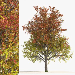 3D 3 colored autumn mountain maple tree model