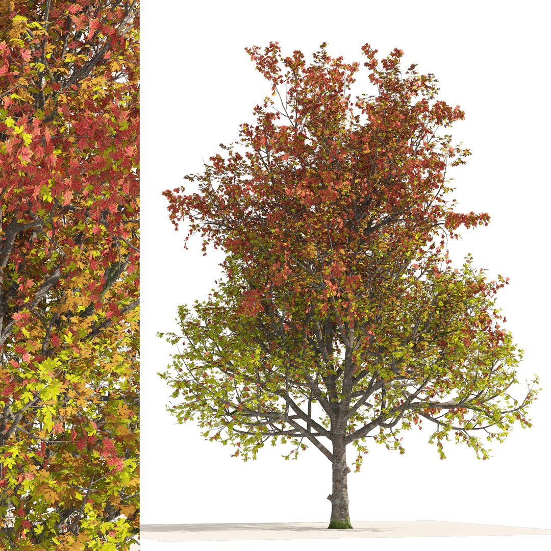 3D 3 Colored Autumn Mountain Maple Tree Model - TurboSquid 1956645