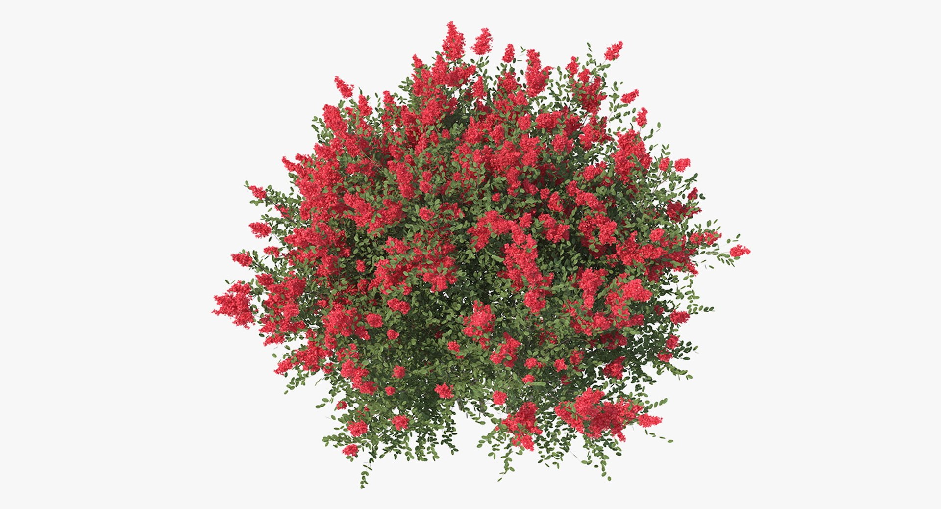 3D red crepe myrtle tree https://p.turbosquid.com/ts-thumb/ZL/AEZDy2/3r4uvniI/redcrepemyrtletreec4dmodel005/jpg/1552863656/1920x1080/fit_q87/360d163bb76c5387c4209616782ca9e7ab06319b/redcrepemyrtletreec4dmodel005.jpg