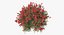 Red Crepe Myrtle Tree 3D Model
