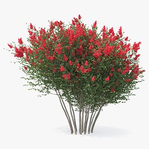 3D red crepe myrtle tree