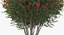 Red Crepe Myrtle Tree 3D Model
