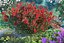 Red Crepe Myrtle Tree 3D Model