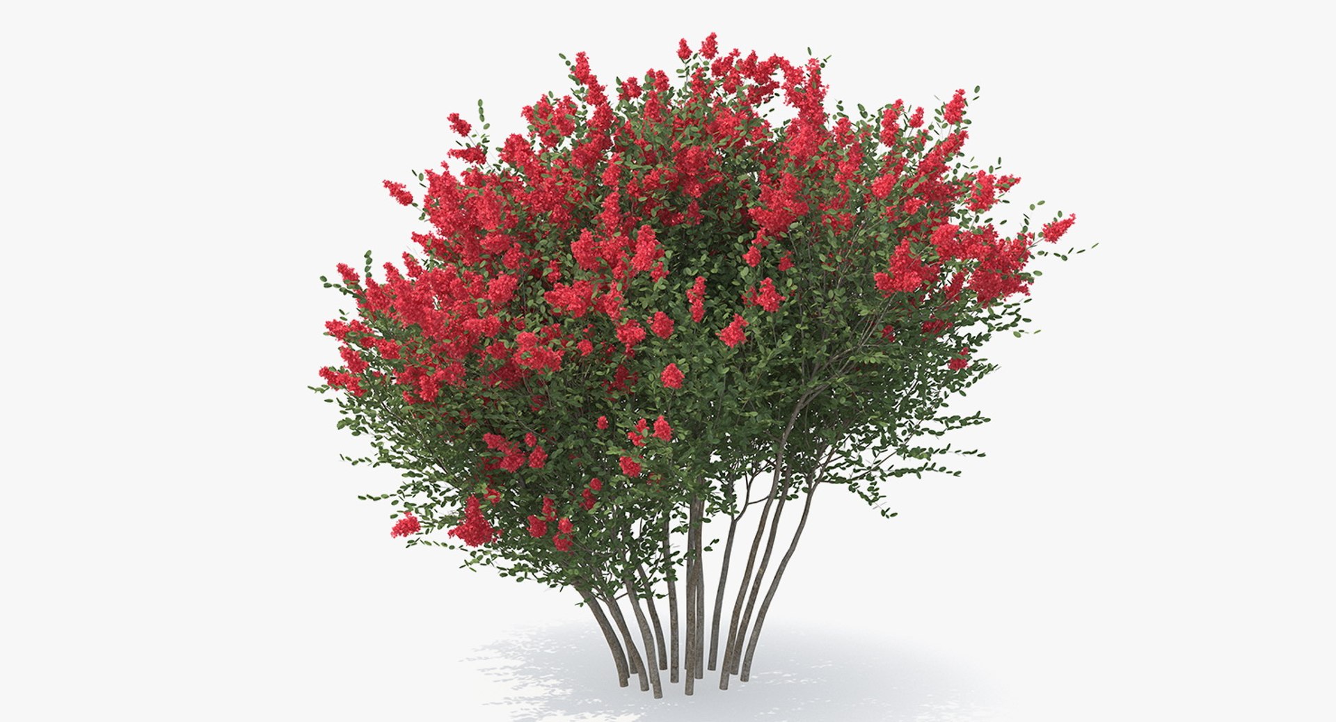 3D red crepe myrtle tree https://p.turbosquid.com/ts-thumb/ZL/AEZDy2/gqGyTsXn/redcrepemyrtletreec4dmodel004/jpg/1552863653/1920x1080/fit_q87/5a322fa34eaff88f0eeacb994e1535a2dc9101e8/redcrepemyrtletreec4dmodel004.jpg