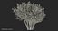 Red Crepe Myrtle Tree 3D Model