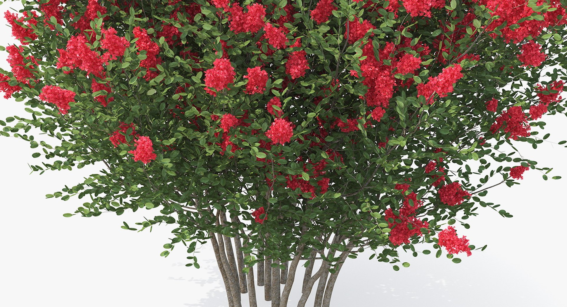 3D red crepe myrtle tree https://p.turbosquid.com/ts-thumb/ZL/AEZDy2/lbxJ1w8S/redcrepemyrtletreec4dmodel010/jpg/1552863671/1920x1080/fit_q87/f33a71ea83d58dc348fd46748178c7e35e028985/redcrepemyrtletreec4dmodel010.jpg