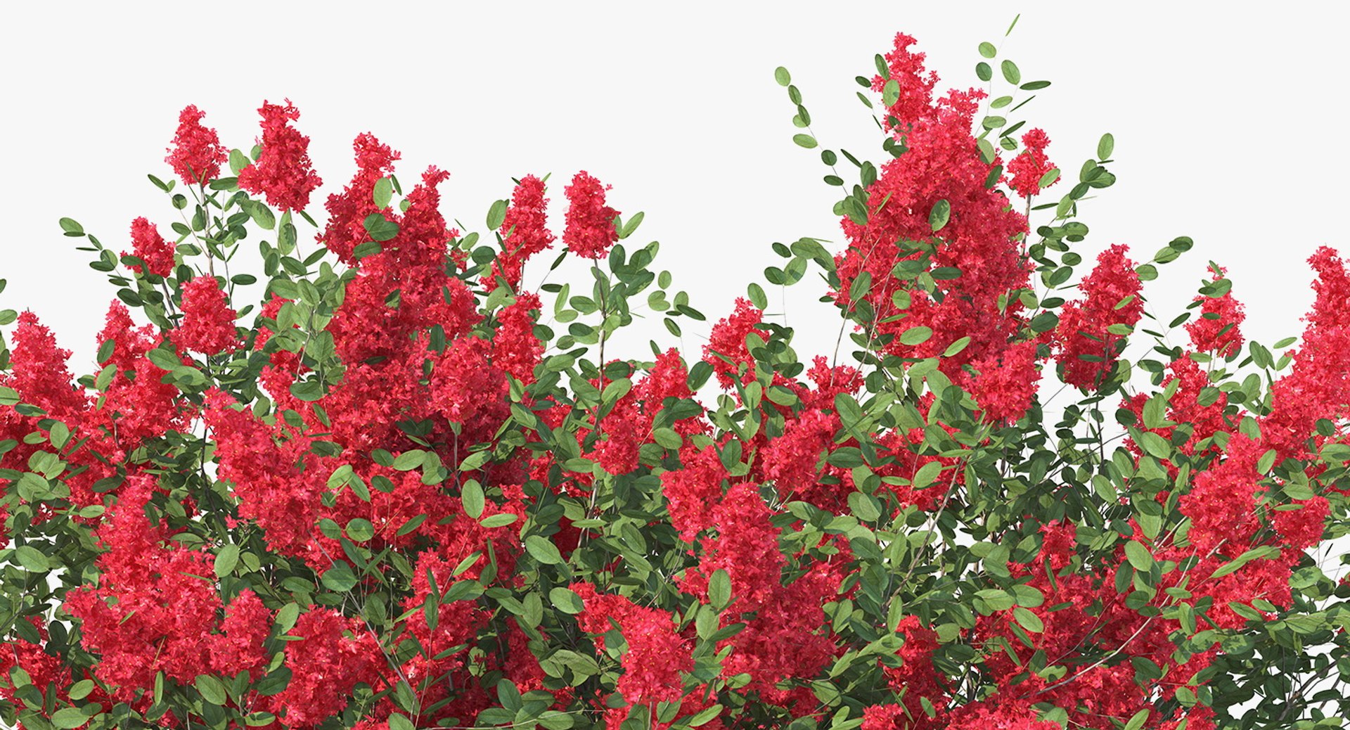 3D red crepe myrtle tree https://p.turbosquid.com/ts-thumb/ZL/AEZDy2/llwppHUm/redcrepemyrtletreec4dmodel007/jpg/1552863662/1920x1080/fit_q87/38d8847f829ba4766aecbfaa61109d14cd0e40b0/redcrepemyrtletreec4dmodel007.jpg
