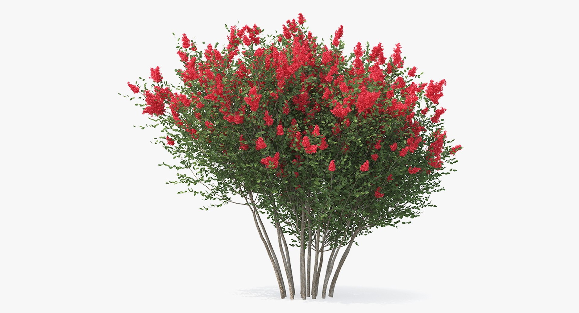 Red Crepe Myrtle Tree 3D Model 3D model preview