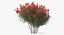 Red Crepe Myrtle Tree 3D Model