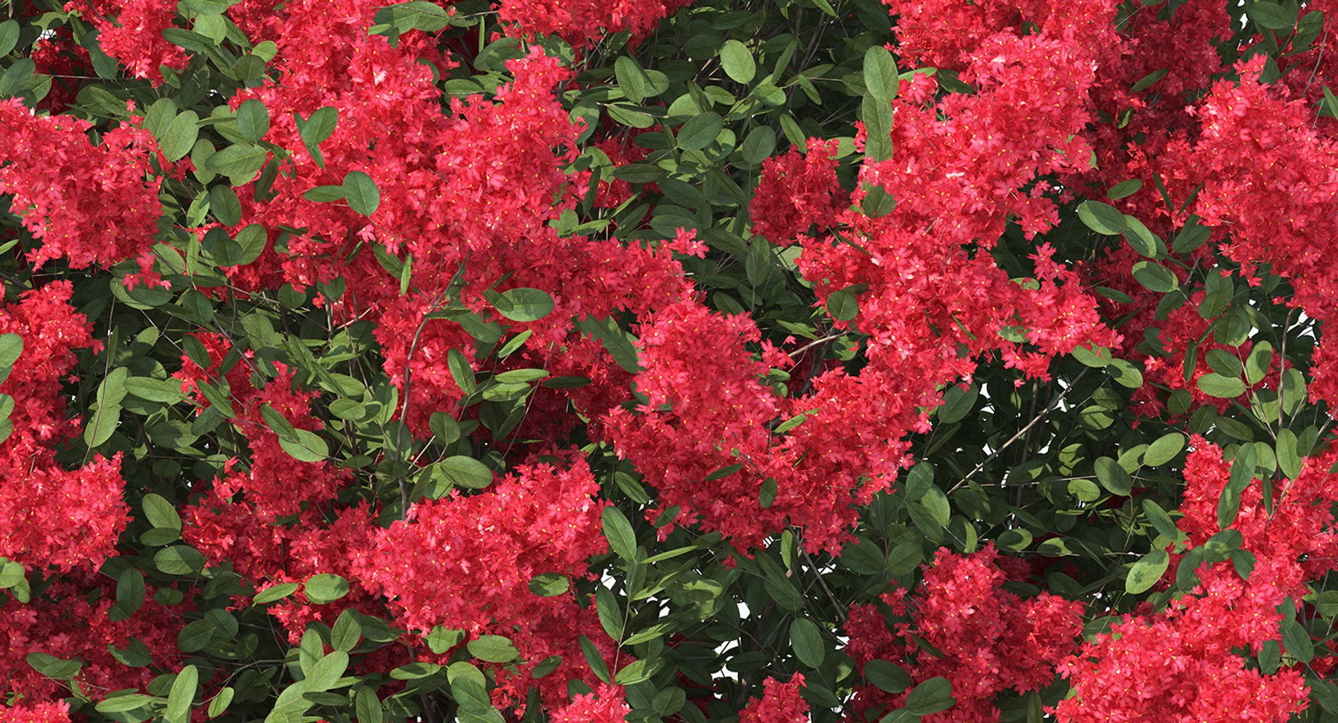 3D red crepe myrtle tree https://p.turbosquid.com/ts-thumb/ZL/AEZDy2/pBXDIRYd/redcrepemyrtletreec4dmodel009/jpg/1552863668/1920x1080/fit_q87/6e5866597ab825d2eea37fd864076466fc8ab2f2/redcrepemyrtletreec4dmodel009.jpg