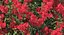 Red Crepe Myrtle Tree 3D Model