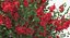 Red Crepe Myrtle Tree 3D Model