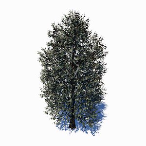 carolina poplar tree 3D model
